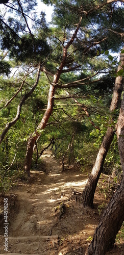 trees in the forest