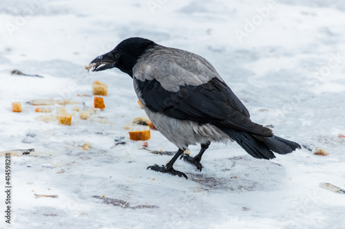 crow in snow