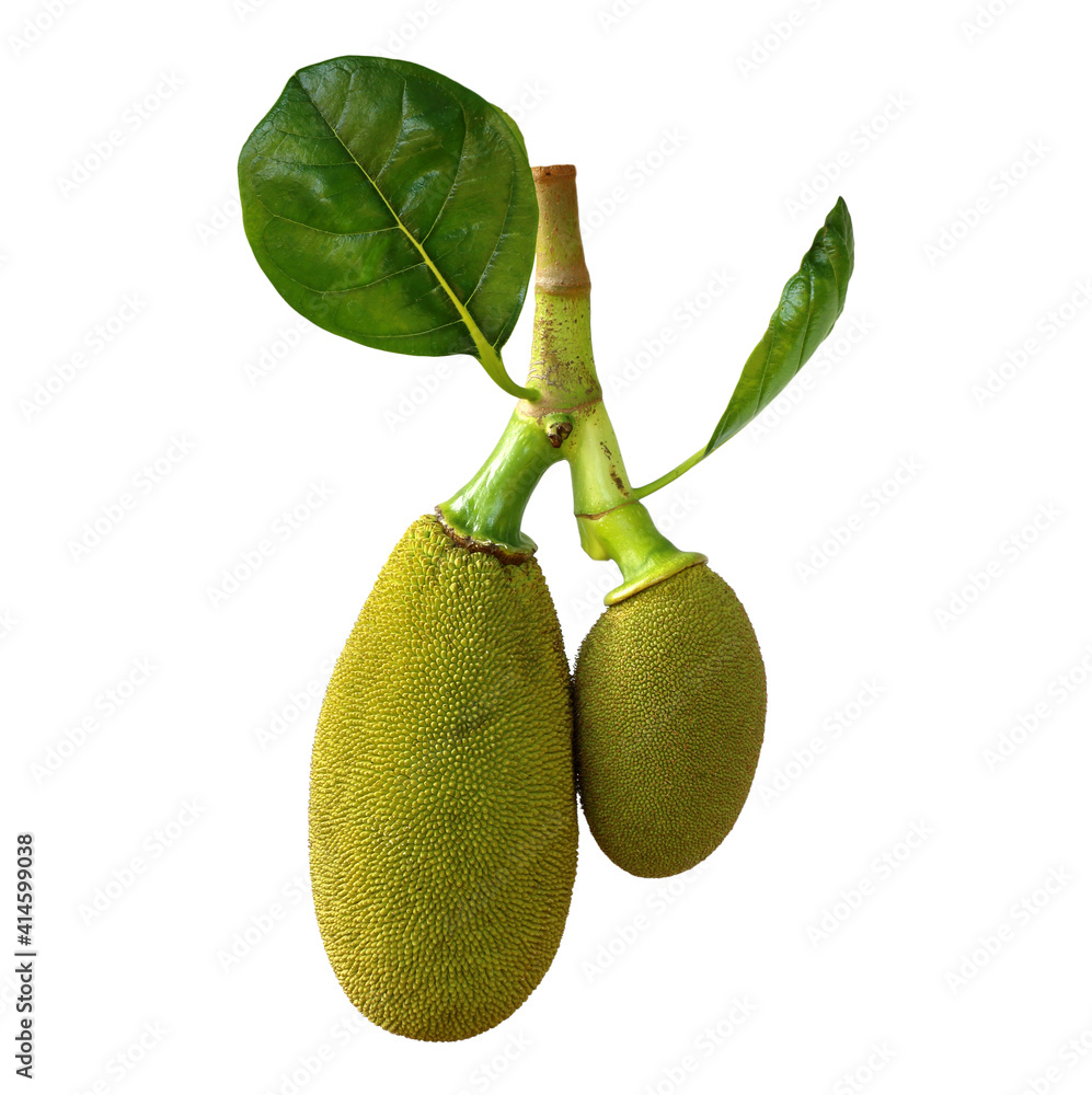 jackfruit with leaf isolated on white background jackfruit with leaf isolated on white background