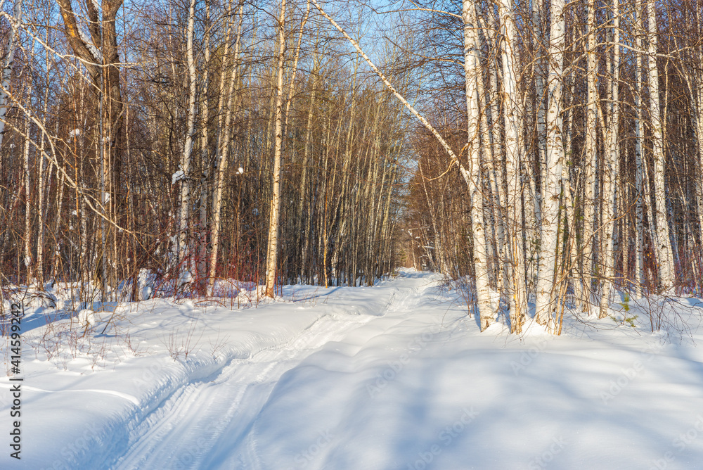 Snowmobile road in a dense winter forest. Snowmobile road in a dense winter forest.