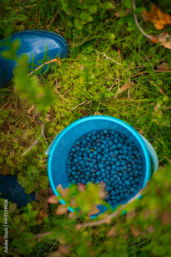 bucket of blueberries, selective focus