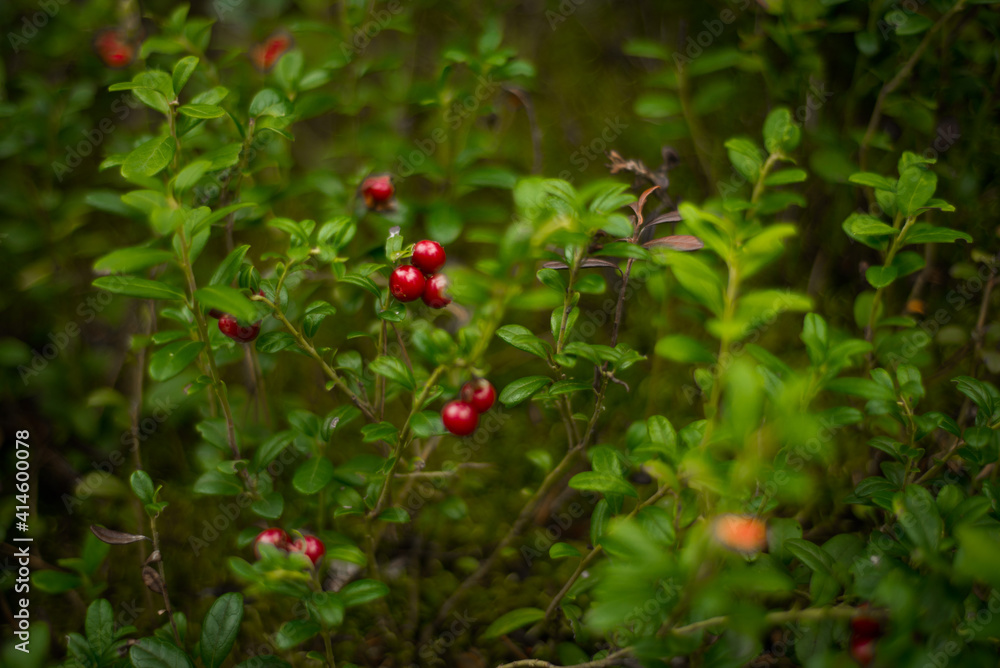 Obraz premium Red cranberry berries in a pine forest, selective focus
