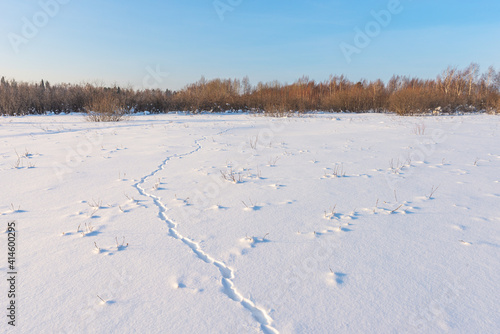 Winter landscape. Snowy field. Animal tracks