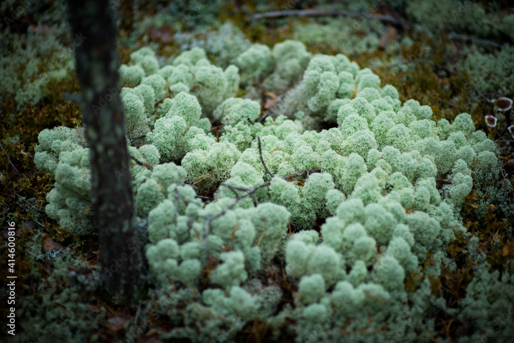 moss and fungi in a pine forest, selective focus