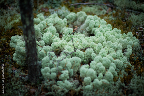 moss and fungi in a pine forest, selective focus
