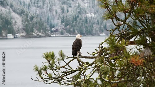Bald Eagle in a tree