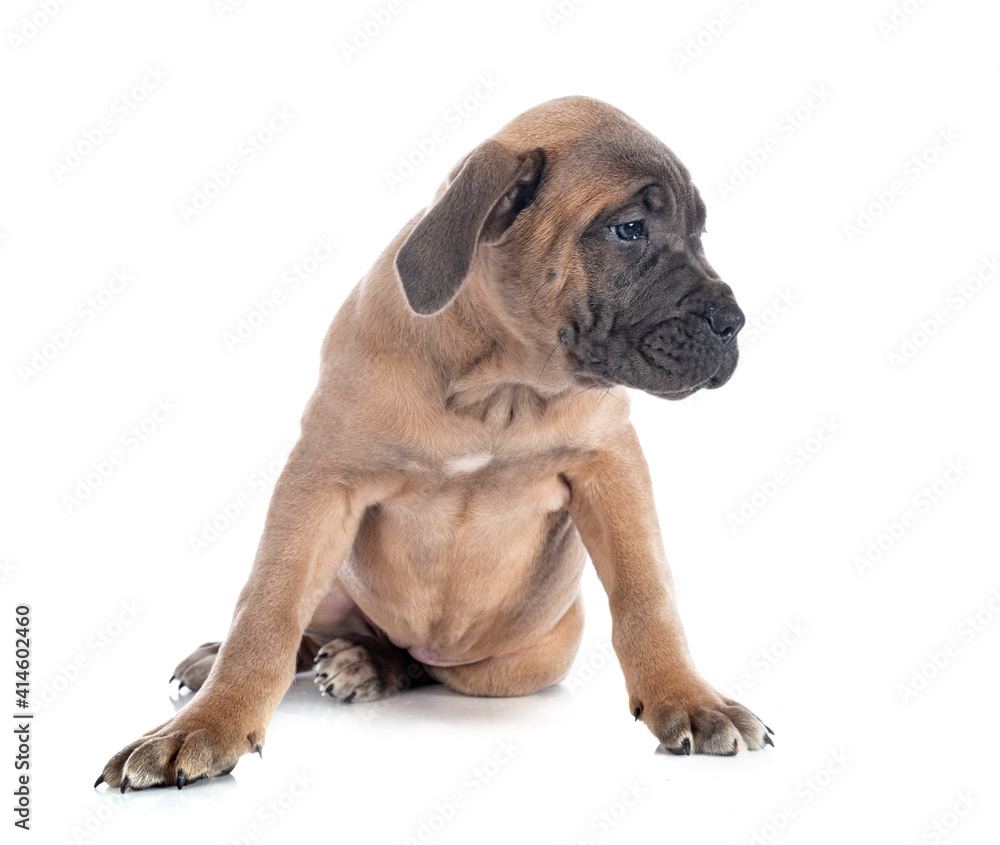 puppy cane corso puppy cane corso