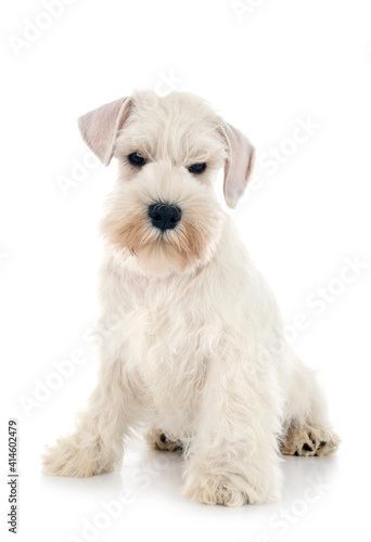 miniature schnauzer in studio