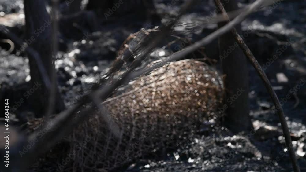 Burnt down forest fence after big fire in Spain Burnt down forest fence after big fire in Spain
