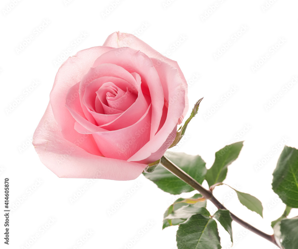 Beautiful pink rose on white background