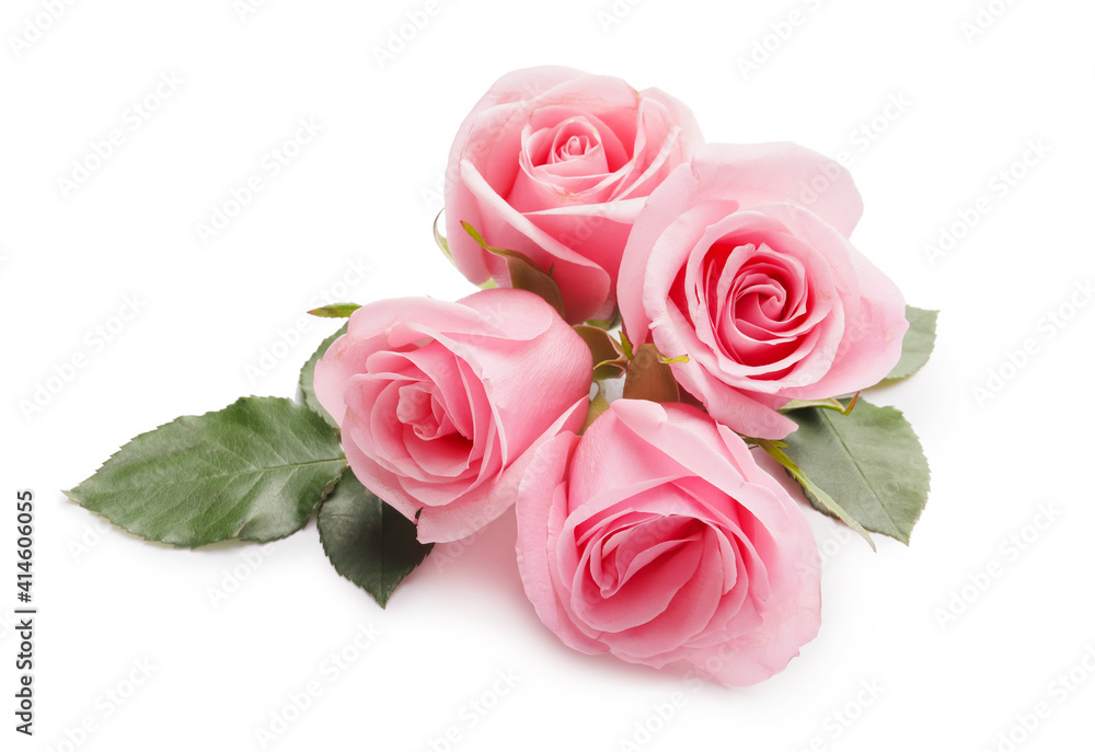 Fototapeta premium Beautiful pink roses on white background
