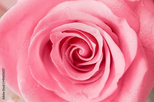 Beautiful pink rose  closeup view