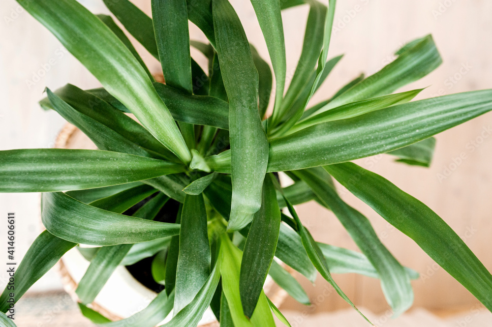 selective focus huge leaves of a green houseplant. growing flowers and landscaping your home space. home jungle. selective focus huge leaves of a green houseplant. growing flowers and landscaping your home space. home jungle.