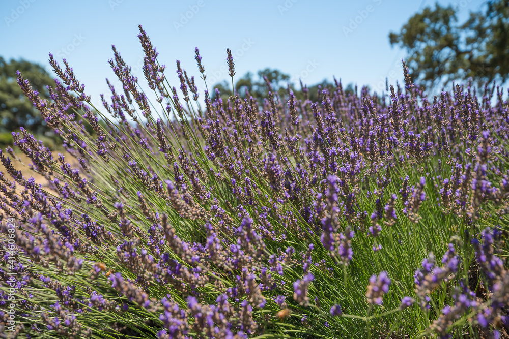 Naklejka premium Lavender flowers close up close up. Lavender farm in California