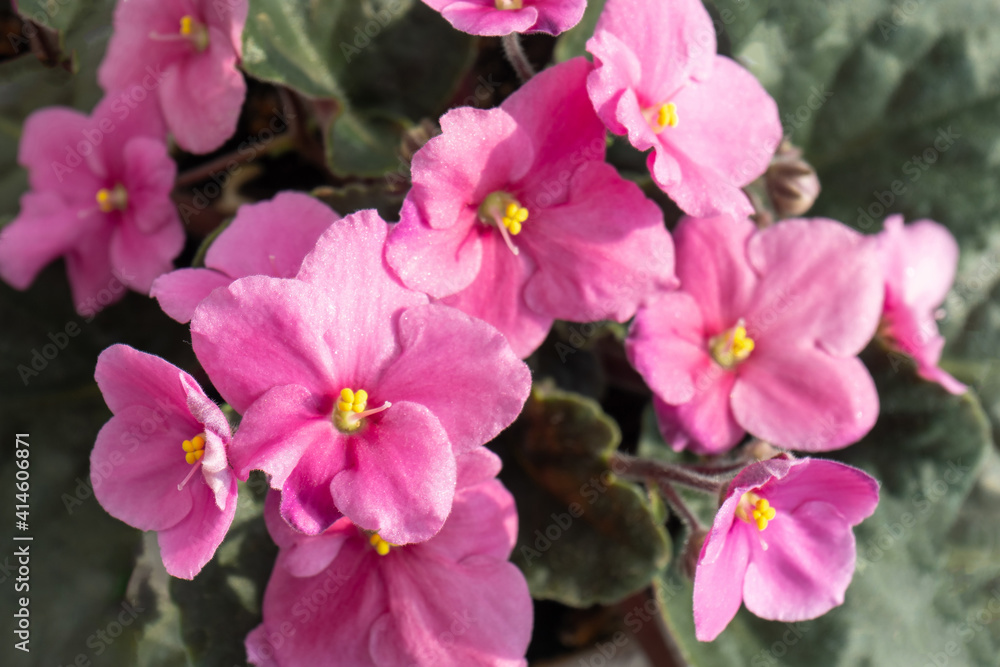 Blooming pink sentpolia top view. Pink flower Blooming pink sentpolia top view. Pink flower