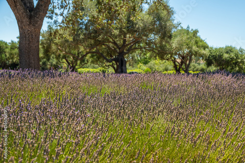 Wallpaper Mural Field of lavender flowers in bloom and oak trees, clear blue sky background Torontodigital.ca