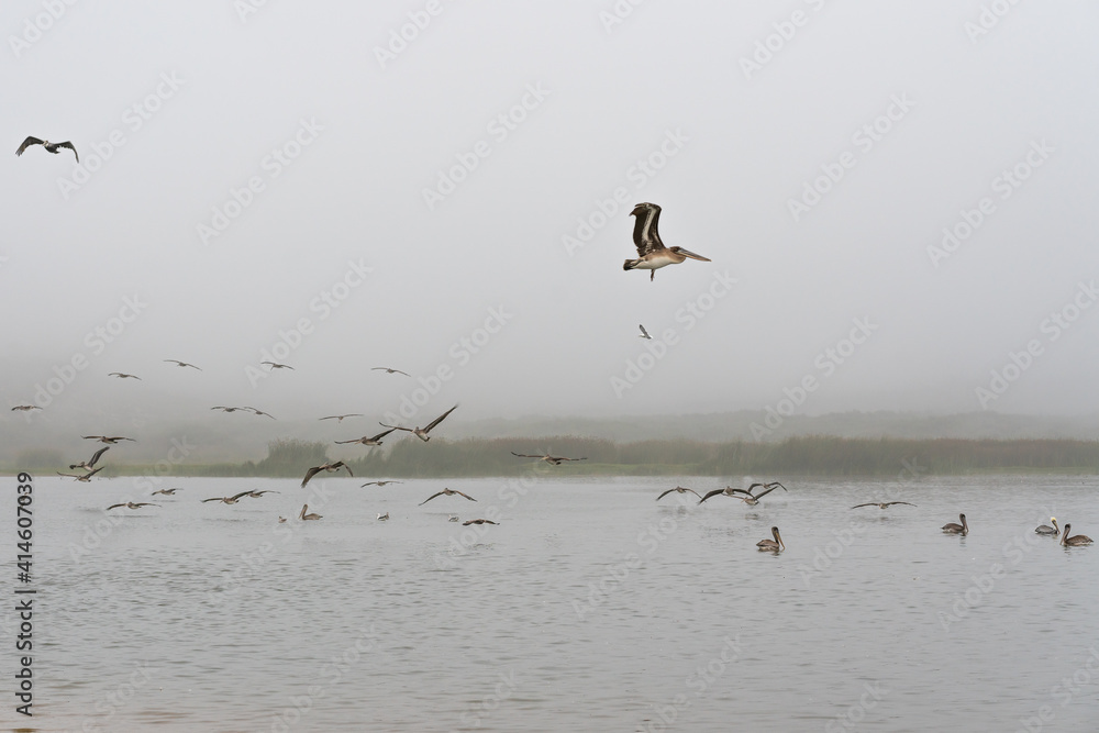 Pelicans flying over the river. Foggy day, fall season, California Coast