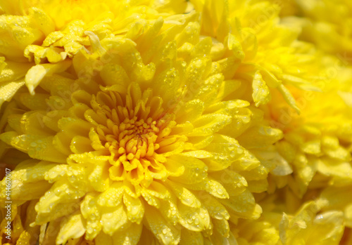 Blurry yellow Chrysanthemum for background