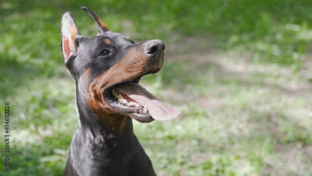Doberman sits on the grass and breathes with his tongue out Doberman sits on the grass and breathes with his tongue out