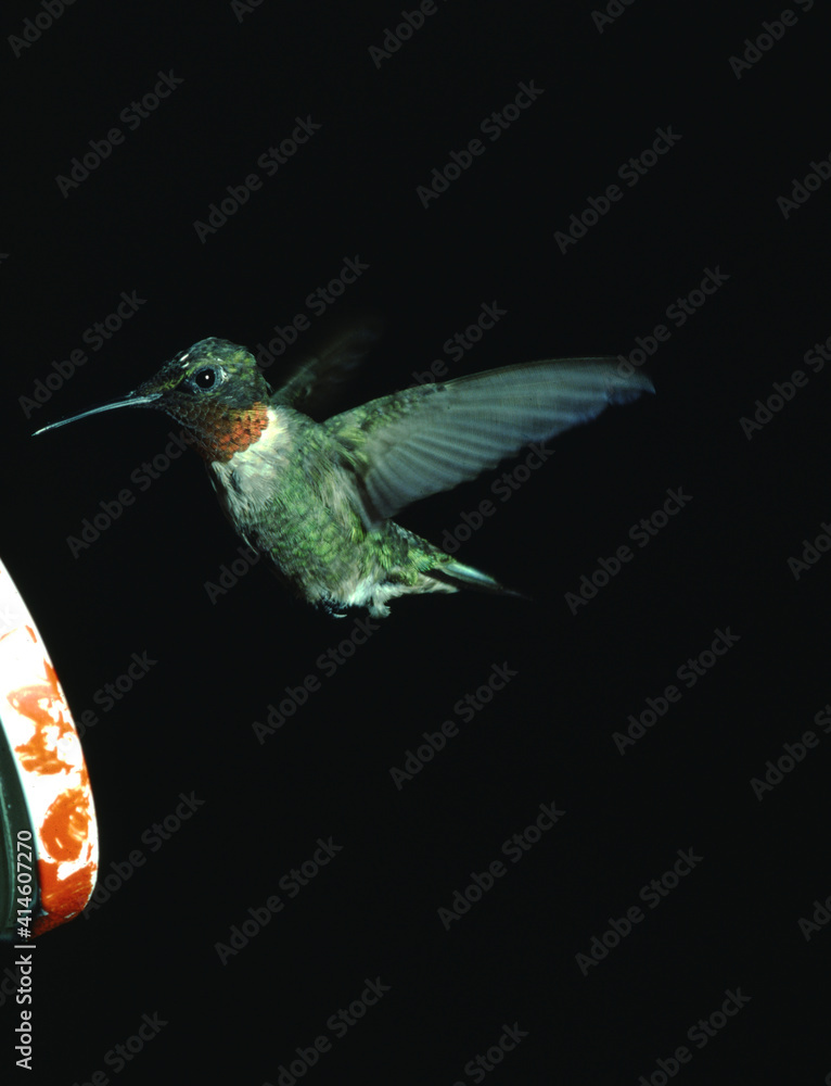 Ruby-Throated Hummingbird (Archilochus Colubris)