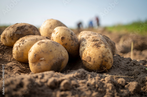 Newly dug or harvested potatoes in a farm field photo