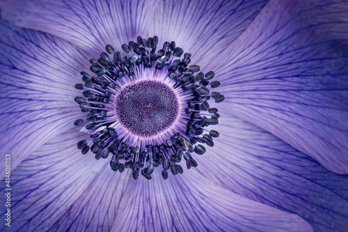 macro blue flower photo