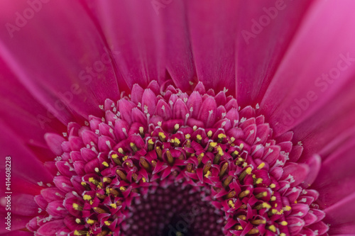 pink gerber daisy