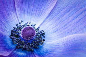 Papier peint photo Photographie macro Macro florale aux pétales délicats  © dave