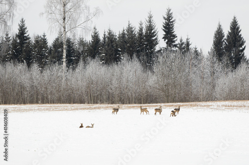 snow covered trees winter landscape with pack of bucks forest wood cloudy day Latvia Vidzeme