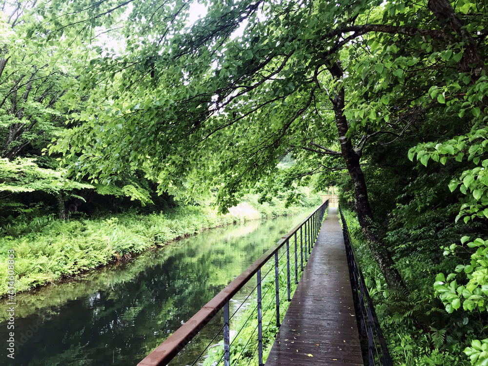 Fototapeta premium Wooden deck path by the pond.