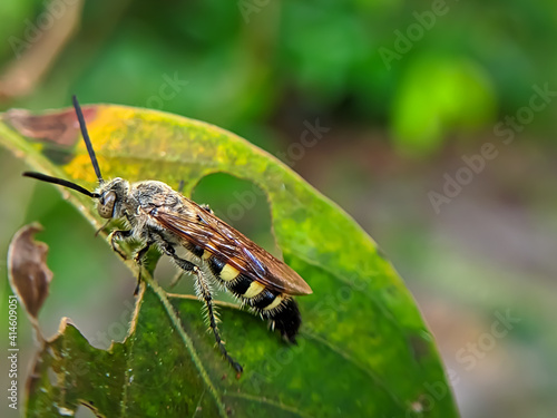 Scoliidae on a green leaves. photo