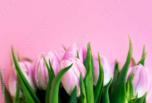 Banner. A bunch of pink tulips from top with space for text. Flatlay