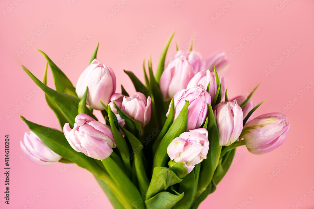 Close up of a bunch of pink and white tulips in a vase against warm pink background. 8 march, mother's day.