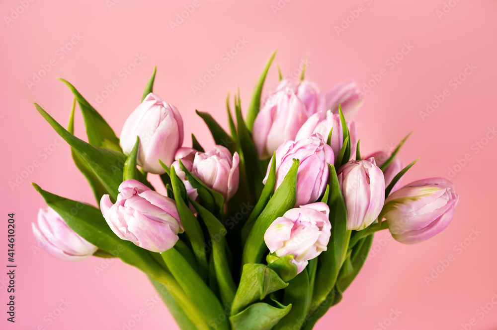 Close up of a bunch of pink and white tulips in a vase against warm pink background. 8 march, mother's day. Close up of a bunch of pink and white tulips in a vase against warm pink background. 8 march, mother's day.