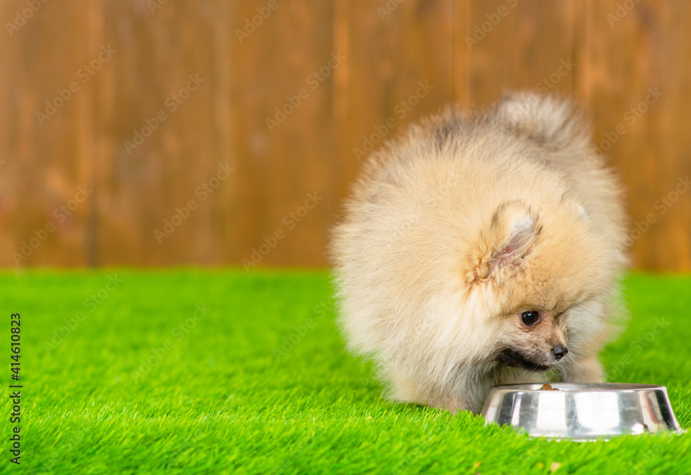 A small fluffy puppy of the German Spitz breed eating from an iron bowl on the green grass of the lawn near the house on the background of a wooden fence. Place for text A small fluffy puppy of the German Spitz breed eating from an iron bowl on the green grass of the lawn near the house on the background of a wooden fence. Place for text