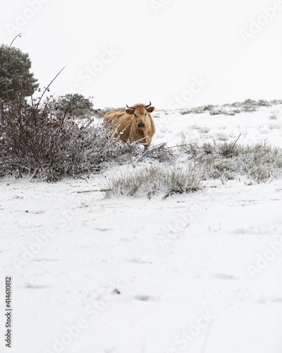 cow in the snow