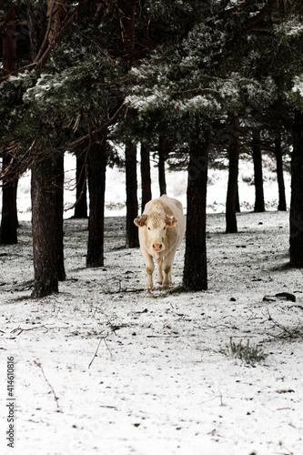 cow in winter in the forest