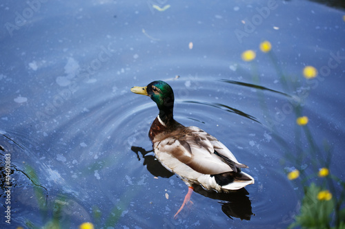 beautiful wild duck swims in the pond