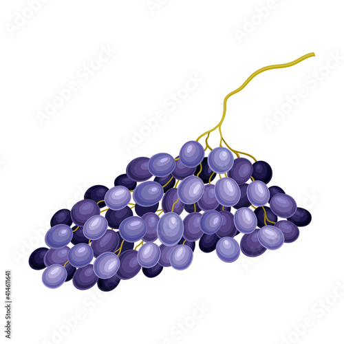 Dark Blue Grape with Ellipsoid Berries Growing in Cluster Vector Illustration