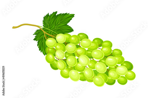 Green Grape Cluster with Ripe and Juicy Berries Vector Illustration
