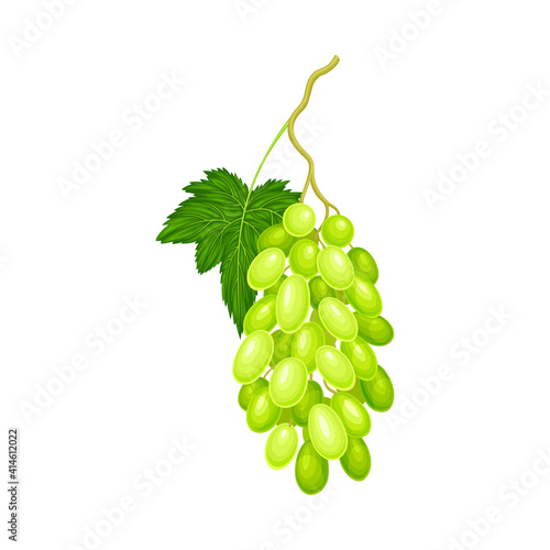 Green Grape Cluster with Ripe and Juicy Berries Vector Illustration