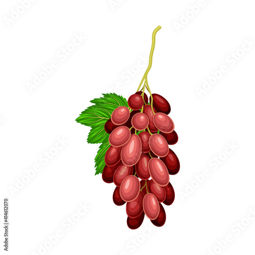 Red Ellipsoid Berries of Grape Growing in Cluster Vector Illustration