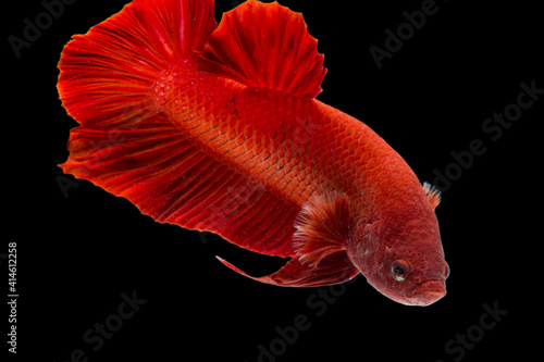 Betta fish super red Halfmoon siamnese Fighting Fish Splendens on black background photo