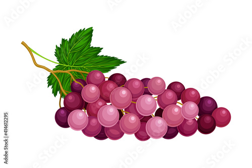 Round Lying Berry Cluster of Purple Grape Vector Illustration