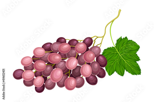 Ellipsoid Lying Berry Cluster of Purple Grape Vector Illustration