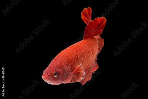 Betta fish super red Halfmoon siamnese Fighting Fish Splendens on black background photo