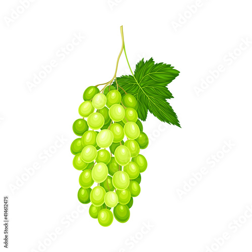 Green Grape Cluster with Ripe and Juicy Berries Vector Illustration