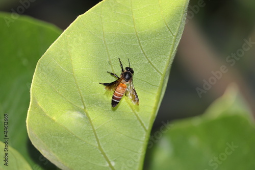 Honeybees collect the juice of new green leaves after spring in the garden