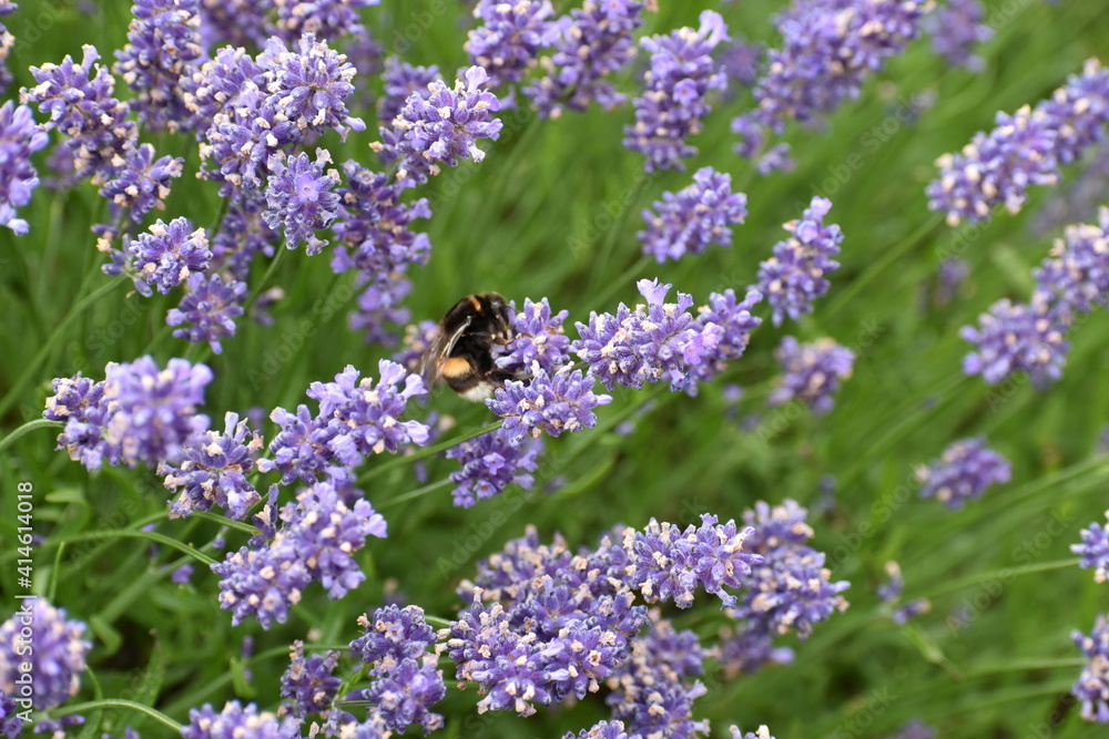 Fototapeta premium honey bee in purple lavender
