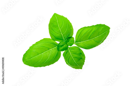 Closeup of perfect fresh basil leaves isolated on a white background without shadows. 